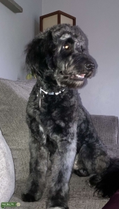 Medium Black Goldendoodle Listing Image