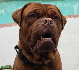Great stud! Listing Image