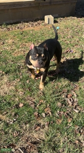 Black Tri Male  Listing Image