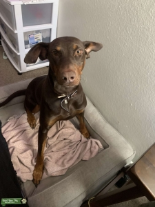 Beautiful Brown Doberman Listing Image