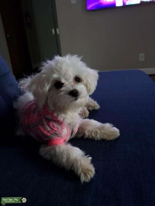 Female white Maltese, 2 years old Listing Image
