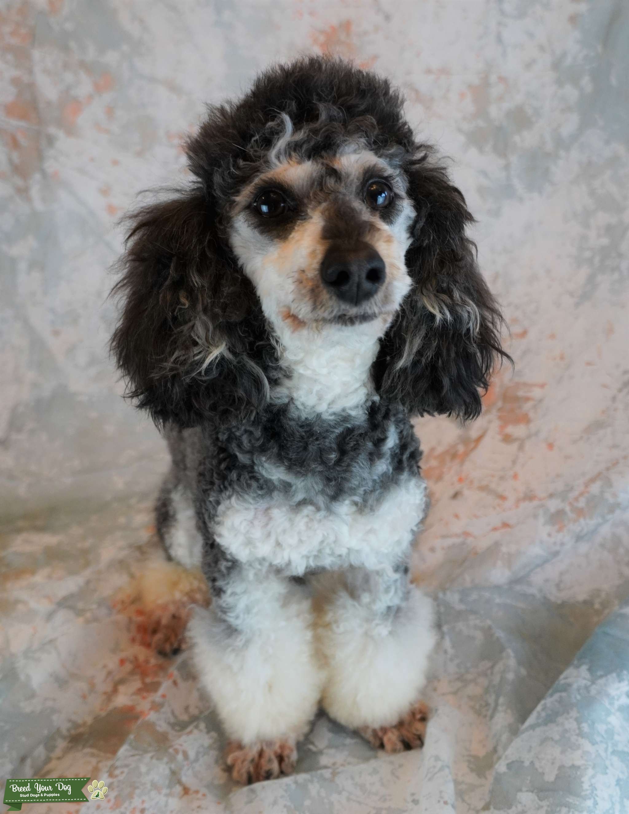 Akc/CKC health tested Phantom Miniature Poodle stud Stud Dog in