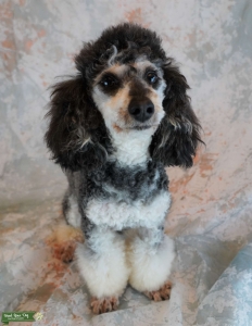 Akc/CKC health tested Phantom Miniature Poodle stud Listing Image