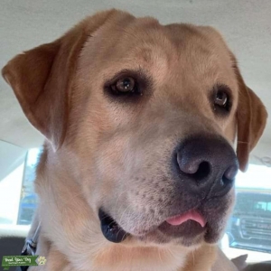 Health Tested AKC Listing Image