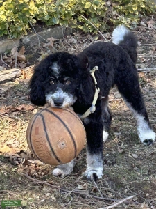 Saint bernard poodle  Listing Image