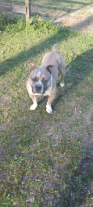 Pocket UKC bully male for studd Listing Image