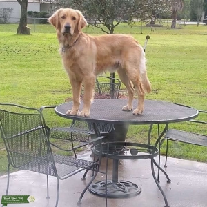AKC Golden Retriever with silky coat Listing Image