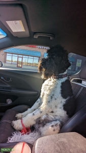 I ONLY WANT ONE PUPPY  Listing Image