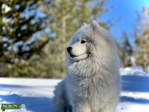 Akc certified male Samoyed  Listing Image