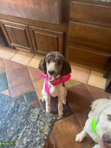 Poodle looking for Golden Retriever to breed Listing Image