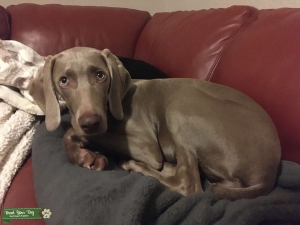 Weimaraner  Listing Image