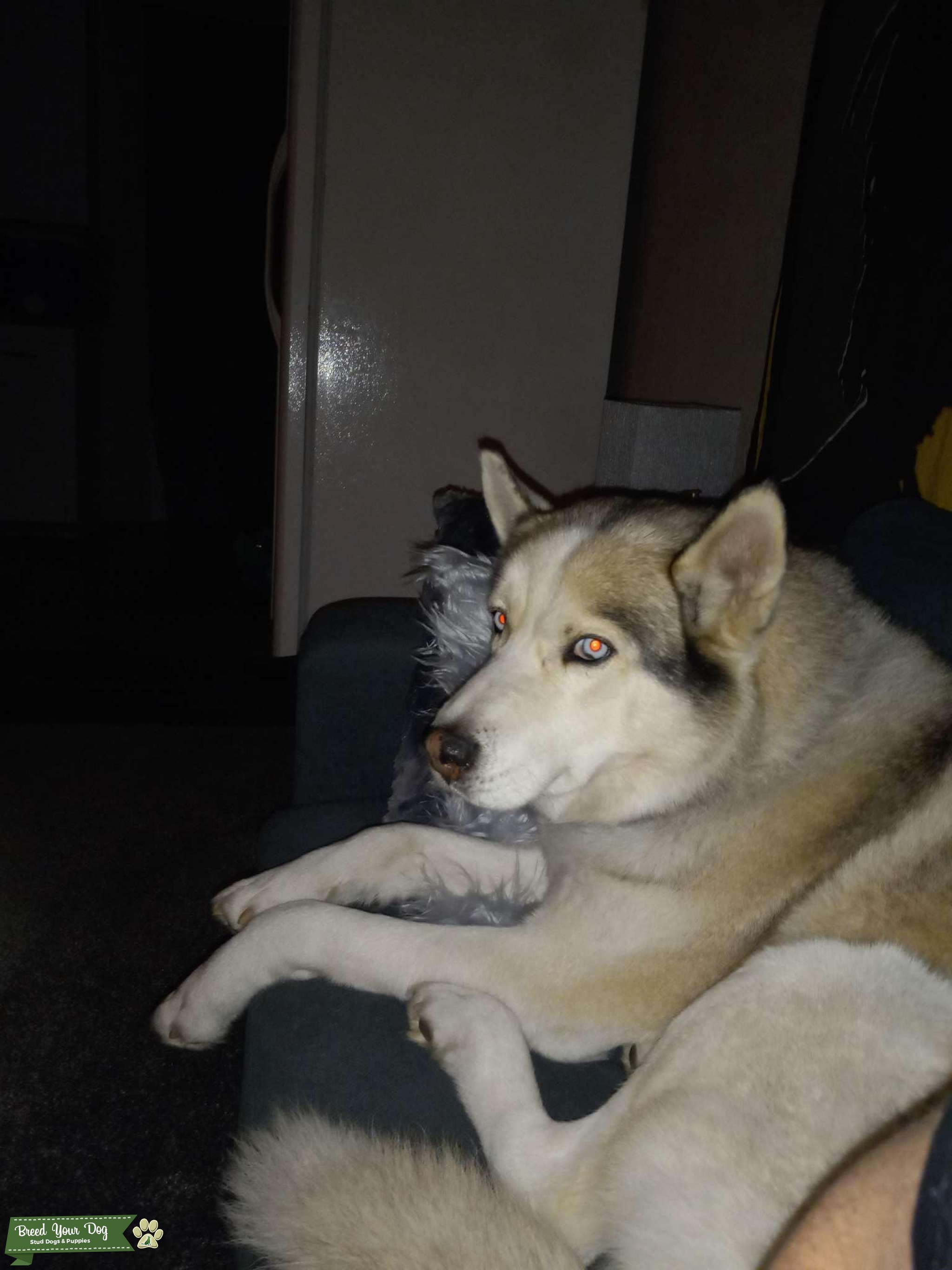 Siberian Husky Stud Dog in KS, Thailand Breed Your Dog