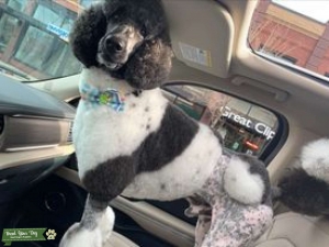 AKC Standard Parti Poodle Listing Image
