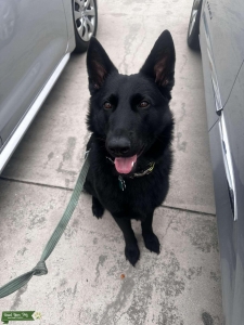Black German Shepherd Listing Image