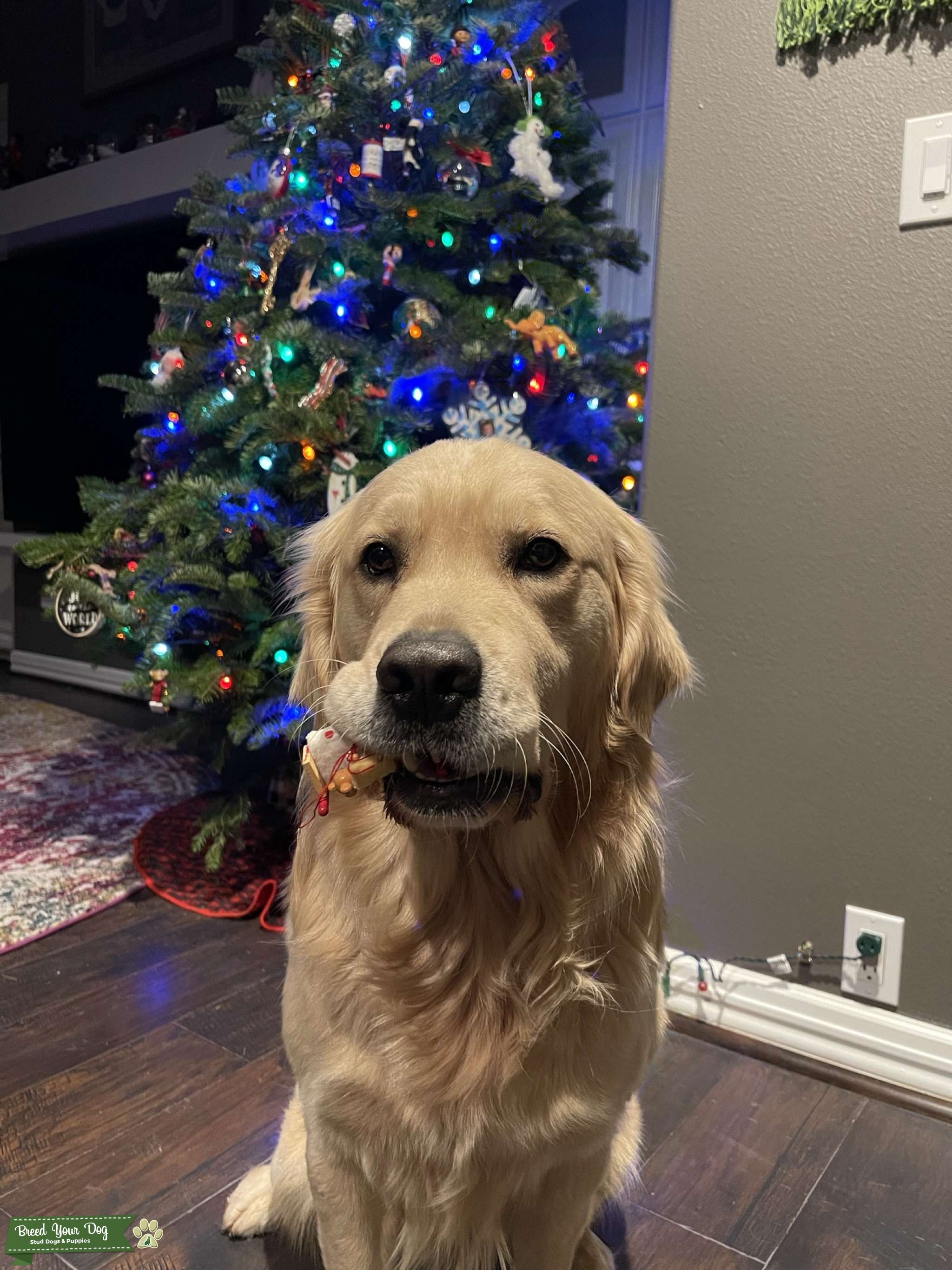 Odin Stud Dog in Buckley, WA, the United States Breed Your Dog