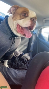 American bulldog Listing Image