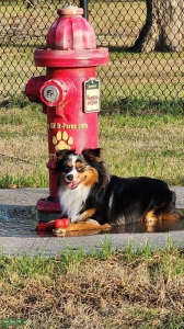 Mini Australian Shepard Listing Image
