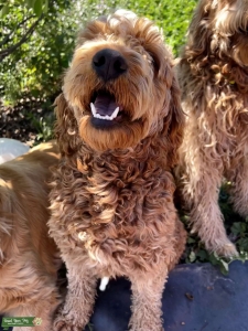 Mini red goldendoodle  Listing Image