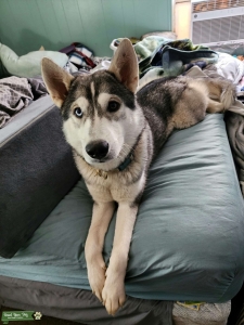 Husky/wolf mix  Listing Image
