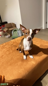 chihuahua boy finding his lover! Listing Image