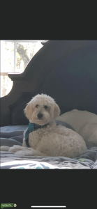 Golden doodle  Listing Image