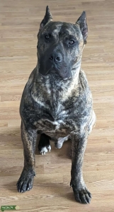 Perro De Presa Canario Stud - Chatham, Ontario Listing Image
