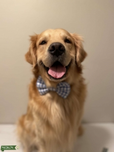 Stud Dog Listing Image