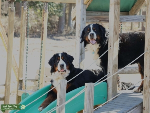 AKC Bernese Mountain Stud Listing Image