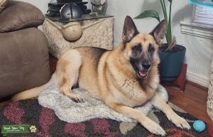 116 lb. German Shepherd Listing Image