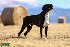 Reverse Brindle Boxer at Stud Listing Image