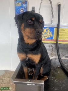 Purebred AKC Rottie Listing Image