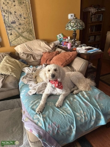 My Molly Is Ready Listing Image