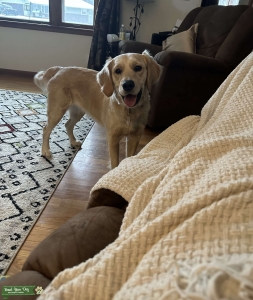 Golden looking to have first litter Listing Image