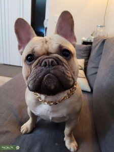 AKC Tan French Bulldog Stud Listing Image