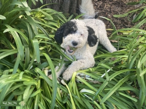 Bernadoodle Listing Image