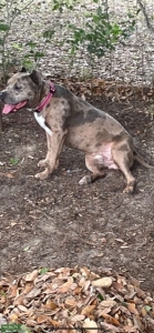 Top boy  XL ALL AMERICAN BULLY ready to stud Listing Image