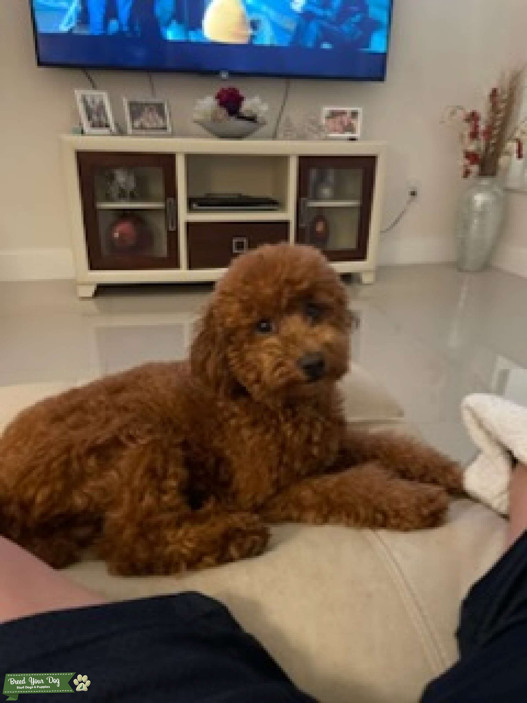 Stud Service Stud Dog in Miami, Fl, United States Breed Your Dog