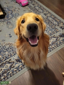 Gold Golden retriever  Listing Image