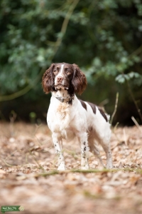 Handsome, excellent temperament, working English Springer Spaniel Listing Image