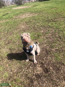 Shar pei lovable & stubborn  Listing Image