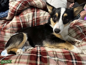 Tricolor corgi looking for stud Listing Image