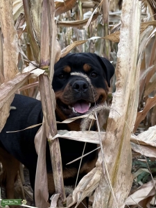 Beautiful 2yo female Rottweiler ready to mate Listing Image