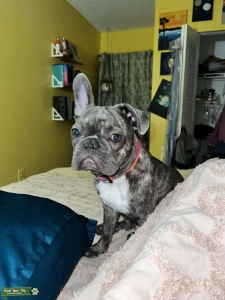 Frenchie Bridle 1yr  Listing Image