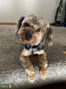 Brown and black Yorkie Terrier  Listing Image