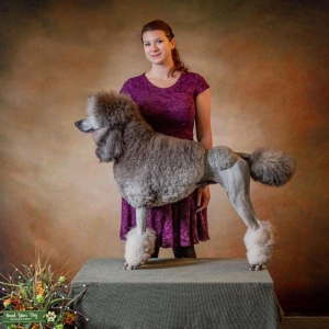 UKC Champion AKC Standard Poodle  Listing Image