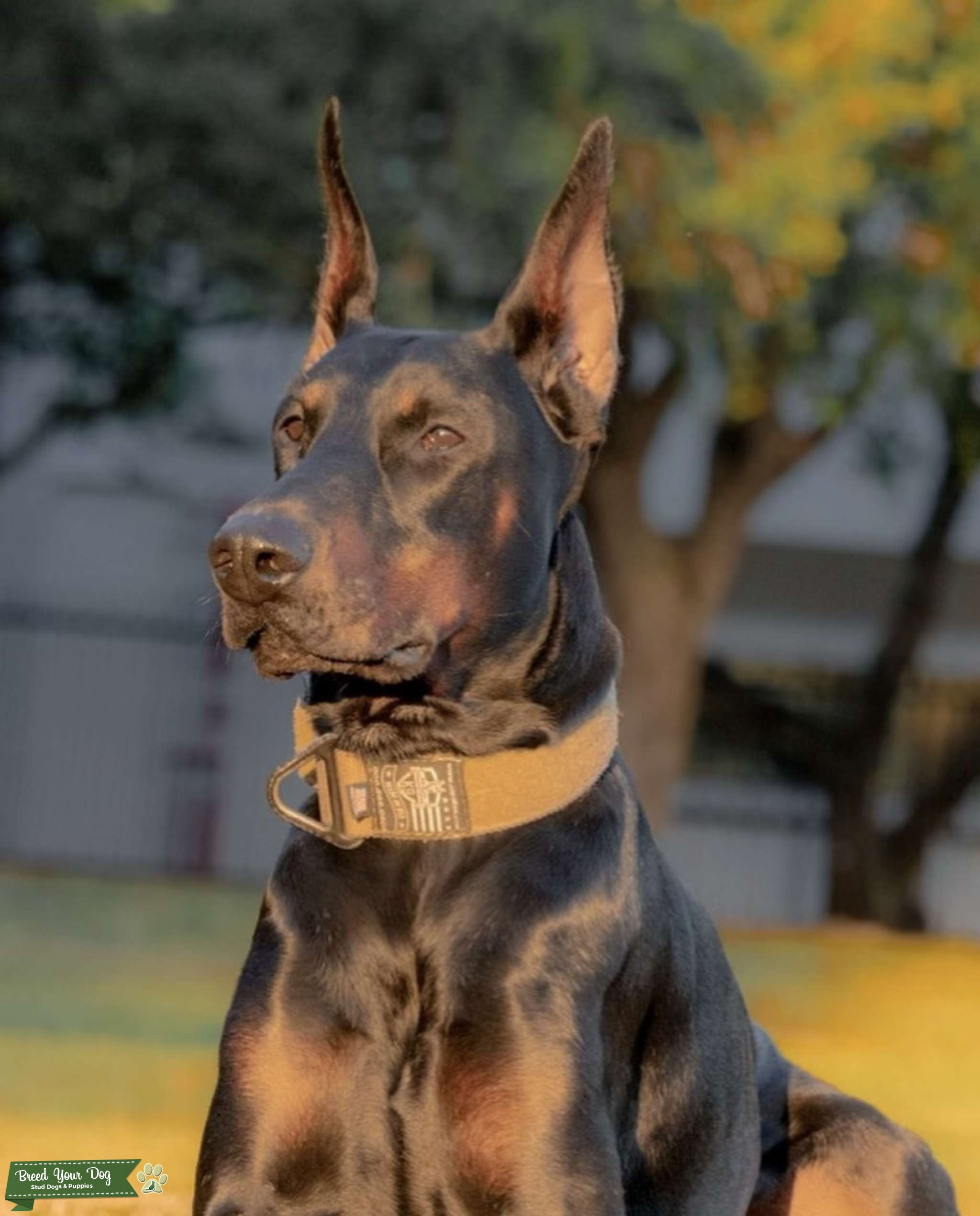 100 euro doberman for STUD Stud Dog in FL, Brazil Breed Your Dog