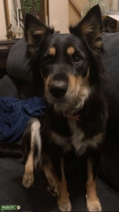  she is a sweet dog. but sh is unregistered aussie collie. Listing Image