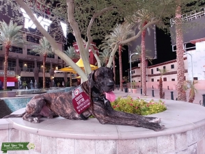 Great Dane for stud Listing Image