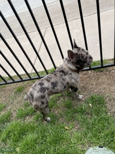 Chocolate Merle French Bulldog  Listing Image