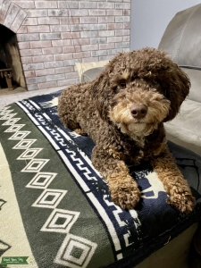 Tri-Color Chocolate Phantom Miniature Poodle /Health Tested Listing Image